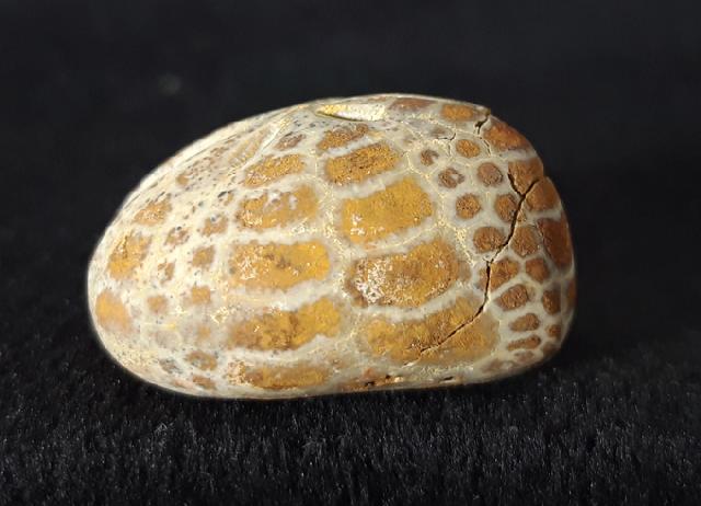 Cyclaster pfenderae (LAMBERT 1936) - Bild &copy; FossNet FossilienStore